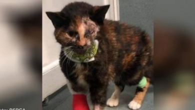 Photo of Stray Cat Miraculously Survives Being Hit By Bus And Finds Forever Home