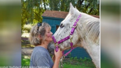 Photo of Blind Senior Horse Must Be Euthanized And Does Not Understand Why
