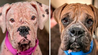 Photo of Shelter Sets Up Anonymous Surrender Option, Gets 2 “Ugly Dogs” Reeling In Pain