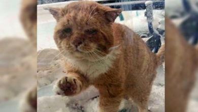 Photo of Stray Cat Cries & Paws At Woman’s Door, Hoping She’ll Let Him In From The Cold