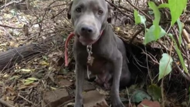 Photo of Scared And Starved Mama Dog Did Not Know Why She Was Brought To Shelter