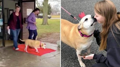 Photo of 12-Year-Old Dog Takes ‘Freedom Walk’ Out Of Shelter Where She’s Lived For 6 Yrs