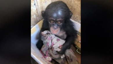 Photo of Baby chimpanzee was kept in a box for months clinging on an old cloth for comfort