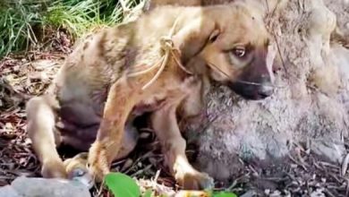 Photo of Confused Puppy Pelted By Tiny Bullets & Tied Up With Wire, Felt It’s All His Fault