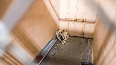 Photo of Sad And Scared Dog Only Comes Out Of The Kennel Corner Once Belt Is Removed