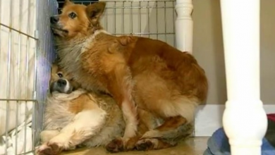 Photo of Dog Rescued From Hoarder Escapes With Another Dog, Goes Missing For 60 Days