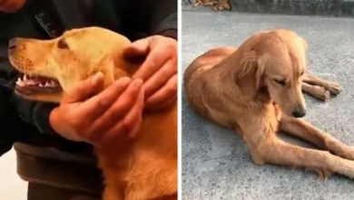 Photo of Golden Retriever Walks Over 62 Miles Over 2 Weeks To Find Her Owners