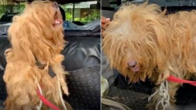 Photo of Forgotten Dog Became A Prisoner Of His Own Fur, Screamed Loudly When Touched