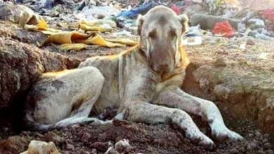 Photo of Sick Dog Tossed In Landfill For Being “Useless”, Buried In Trash & Waits To Die