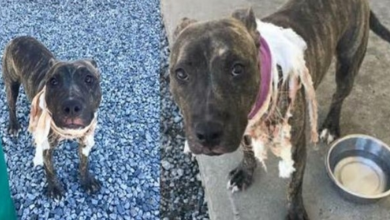 Photo of Spirit The Stray Pit Bull Whose Throat Was Slit Is Fighting To Stay Alive