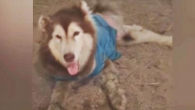 Photo of Husky With Mangled Legs Smiles & Wags So They Don’t Walk Passed Him Again