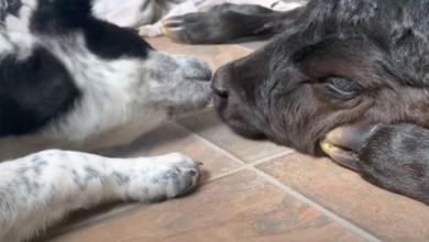 Photo of Selfless Puppy Helps Dying Calf Who Was Born Out In The Freezing Cold
