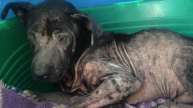 Photo of Dog Left To Fend For Himself On The Street Without The Skills Needed To Survive