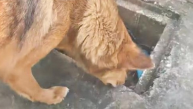 Photo of Mother Dog Lost All Her Pups But 1 & He Fell Into A Deep Drain, They Both Wept