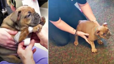 Photo of Breeder Puts Paralyzed Puppy In Box Since He’s Worthless & Woman Tests His Will