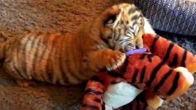 Photo of Abused Tiger Cub On The Verge Of Death Holds On To His Stuffed Toy For Comfort