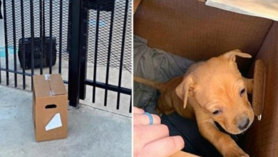 Photo of Shelter Staff Arrives To Find Tiny Pup Shivering In A Box Outside Front Gate