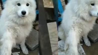 Photo of Dog Waiting To Be Butchered At Meat Shop Puts Paw Out To Passerby For Help