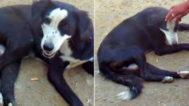 Photo of She Covers Her Pain With A Smile So He’d Pet Her & Hides Gaping Hole In Her Belly