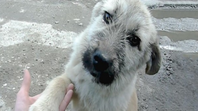 Photo of The special moment a stray puppy shakes rescuer’s hand after saving its life!