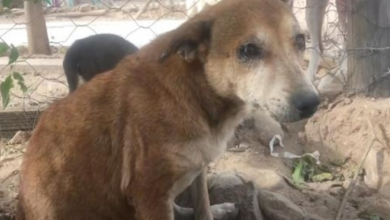 Photo of Dog Spent Her Days Under A Bush Since Kids Picked On & Bullied Her For Being Old