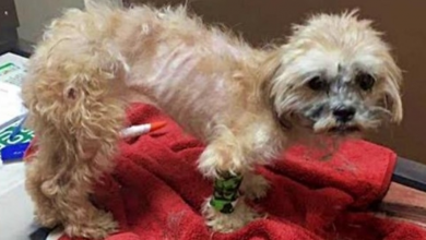 Photo of She Was Starved Nearly To Death & Beaten So Badly That Her Tail Was Broken Off