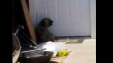 Photo of Neighbor Moves Out And Leaves His Dog Behind Crying And Scratching At The Door
