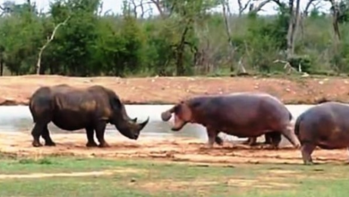Photo of Rhino Attacks A Relaxing Hippo, Almost Gets His Bottom Chomped Off By Hippo