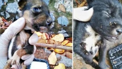 Photo of Puppies Are Found Abandoned In The Forest And They Are So Scared