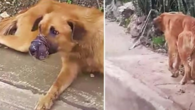 Photo of Sealed-Snout Dog Wouldn’t Let Them Get Close But Kept Leading Them Down A Path