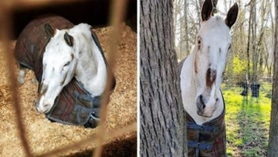 Photo of Horse’s Life Falls Apart When He Turns Blind & They Said He Should Be Put Down