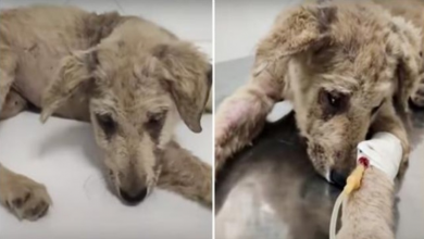 Photo of Badly Beaten Puppy Felt Unworthy, Looked At His Paw & Realized He Matters