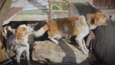 Photo of Dogs Were Tied Out To A Log For Two Years As A Nail Loomed From Above