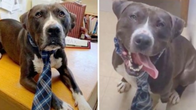 Photo of Unwanted Dog Who Loves People Hangs Head In Sadness For Over 400 Days In Shelter