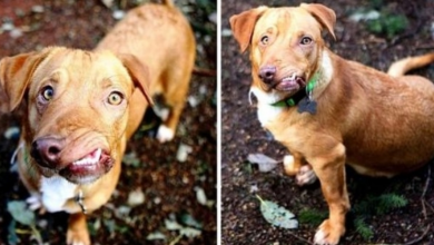 Photo of “Obnoxious & Repulsive” Dog Gets Dumped At Kill Shelter For No Fault Of His Own