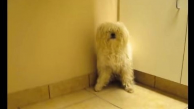 Photo of Molested Dog Knows What’s Coming And Hides In The Corner When They Come Close