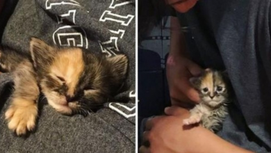 Photo of Kitten Found In A Field Cuddles Her Rescuers And Won’t Let Go