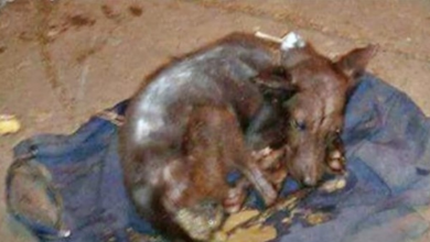 Photo of Grainy Pic Of Chained-Dog Came Across Her Screen, Woman Patrolled Every Town
