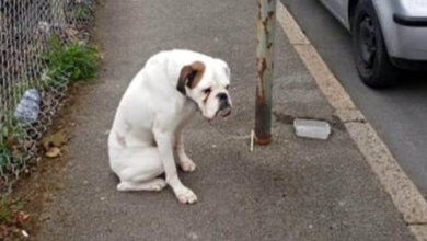 Photo of Boxer Dog Was Abandoned And Tied To A Lamppost, Kept Waiting With Sad Eyes