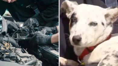 Photo of Firefighters Try To Extract Dog Caught In SUV Engine Before Angels Call Him Home