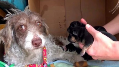 Photo of Dog Is Afraid She’s Stealing Her Puppies, So She Lets Her Lick Them One By One