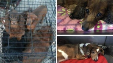 Photo of 25 Neglected Dachshunds Abandoned In A Driveway Have No Idea That Help Is Finally Here