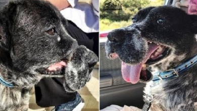 Photo of Dog Who Was Deformed By Cruel Wire Muzzle Now Has a Home – And Look How Happy He Is