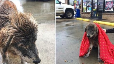 Photo of Drenched Stray Refuses To Budge From Rainy Parking Lot Until Stranger Throws Blanket On Her