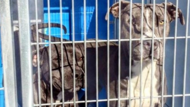 Photo of Owner Allows Their Pit Bulls To Be Put Down, But 88-Year-Old Neighbor Says “No”