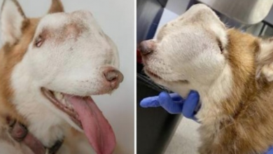 Photo of Woman Adopts “Unwanted” Husky With Tumor Invading Entire Nasal Cavity & Face