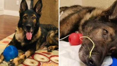 Photo of Two Months After Retirement, Police K9 Faces Life-Threatening Crisis