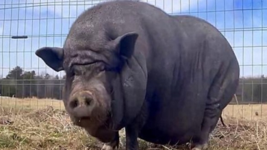 Photo of Morbidly Obese Pig Is Depressed After Owner’s Death And Loses The Will To Live