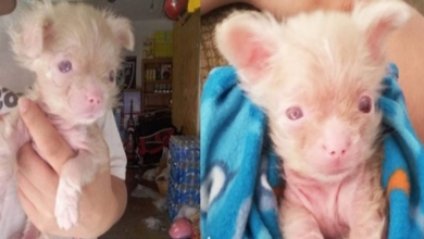 Photo of Newborn Albino Puppy Shows His Mom He’s A Survivor