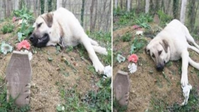 Photo of This ‘heartbroken’ dog ran away from home everyday to visit his dead owner’s grave !